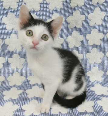 譲渡子猫情報第K25071号
