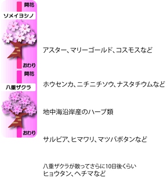 画像/桜の開花時期