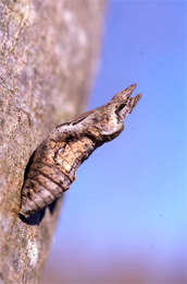 画像/クロアゲハの幼虫