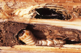 画像/木を食べるシロスジカミキリの幼虫