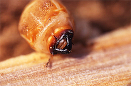 画像/シロスジカミキリの幼虫のアップ