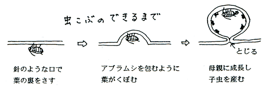 画像/虫こぶができるまでの過程のイラスト