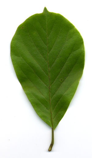 ハクモクレンの葉の写真