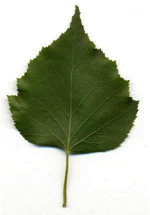 画像/シラカバの葉