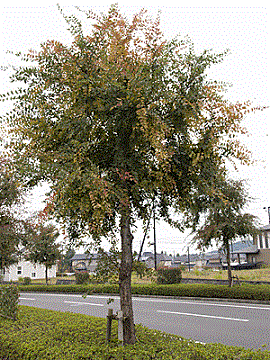 画像/アキニレの木