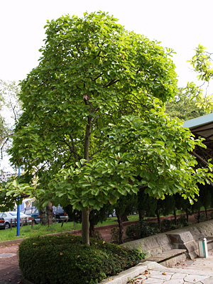 ハクモクレンの木の写真