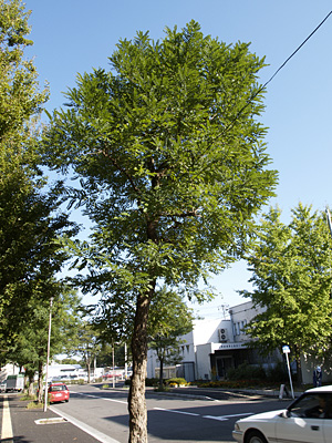画像/ニセアカシアの木