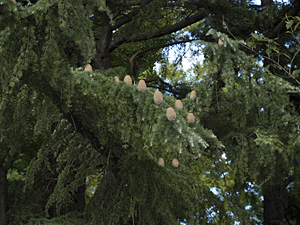 画像/ヒマラヤスギの木2