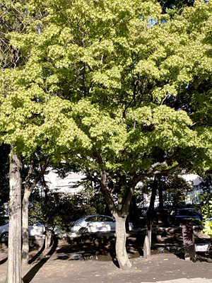 画像/イロハカエデの木
