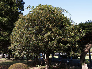 画像/キンモクセイの木