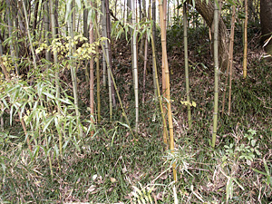 画像/マダケの竹やぶ風景