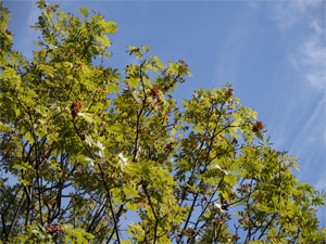 ナナカマドの木の写真