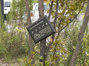 画像/ナツツバキの木