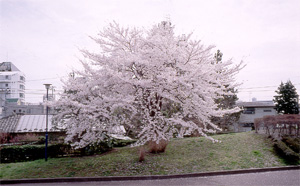 画像/エドヒガンザクラの木1