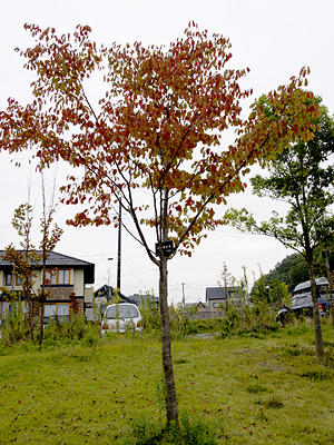 画像/ヤマザクラの木
