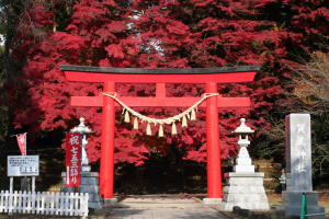 写真／賀茂神社とイロハモミジの紅葉