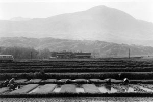 昭和20年ごろの田植えの写真