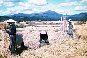 昭和30年ごろの稲刈りの写真