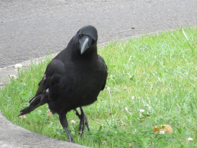 カラス対策について 仙台市