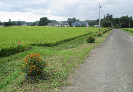 野村集落の景観作物の植え付けの写真
