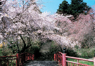 入口の桜の写真