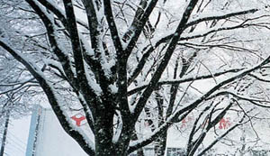 雪が積もったケヤキ並木の写真