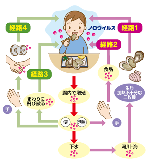 経路 感染 ノロ ウィルス