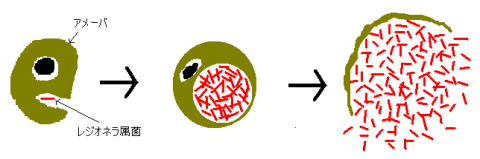 図解：レジオネラ属菌がアメーバに寄生し増殖する様子