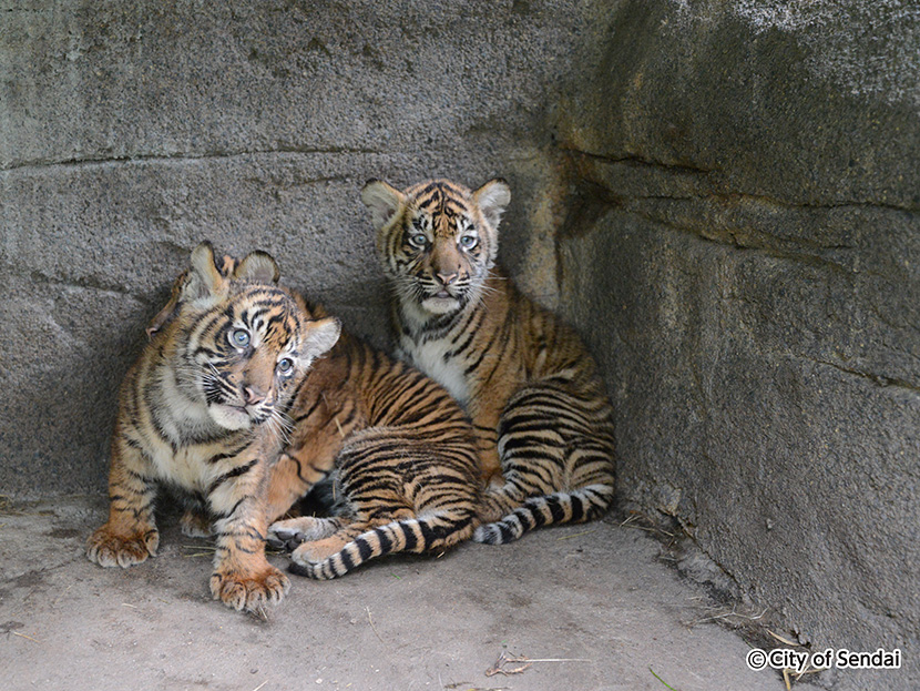 画像：八木山動物公園で4頭のスマトラトラの子どもが誕生し、人気者に