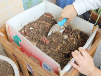 写真：作った堆肥は緑のカーテン作りなどに使用しています