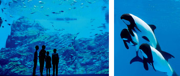 写真：仙台うみの杜水族館の大水槽とイルカ
