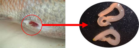 タイの肛門から飛び出した寄生虫の写真