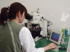 顕微鏡による観察および診断