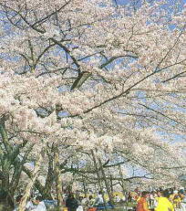 三神峯公園の桜の写真
