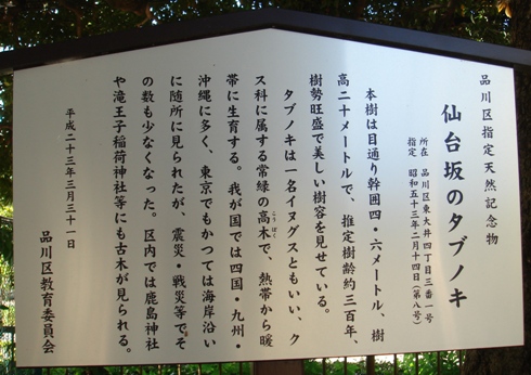 仙台坂にあるタブノキの説明サイン