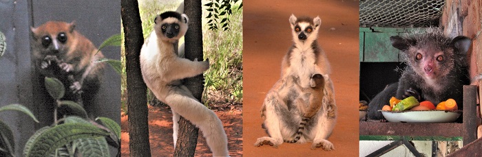 マダガスカルの自然5