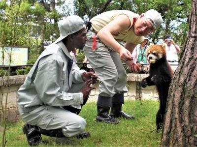 マダガスカル43　八木山動物公園での飼育実習