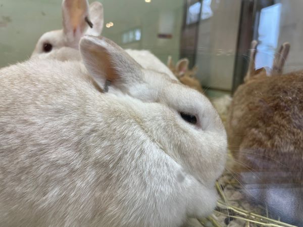 ガラスの目の前のウサギを観察