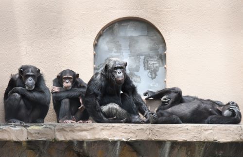 ブログ　チンパンジーファミリー2　勢ぞろい