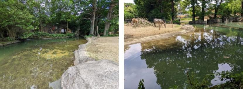 ブログ　アフリカ園大掃除　キリン・シマウマ側の池
