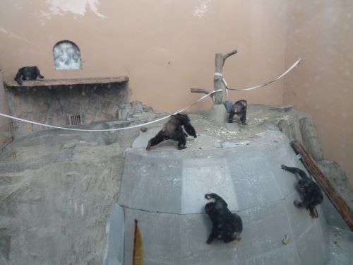チンパンジー5頭同居　逃げ回る4頭