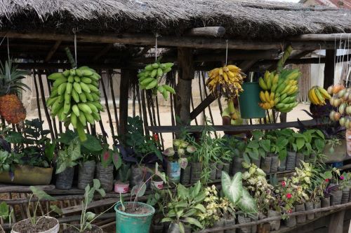 園長ブログ　マダガスカル訪問記16　様々な種類のバナナ