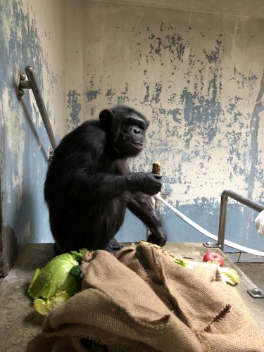 R5　チンパンジーの餌紹介　餌を食べるヤワラ
