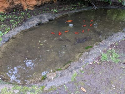 ブログ　アフリカ園大掃除　ため池に避難