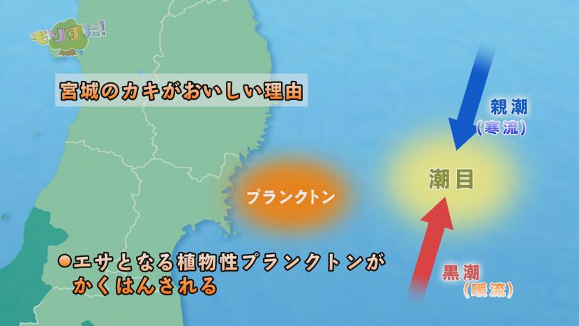 宮城の「カキ」がおいしさの秘密は「リアス式海岸」と「潮目」