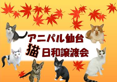 アニパル仙台猫日和譲渡会チラシ