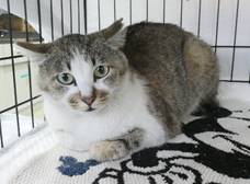 保護猫情報第C25009号