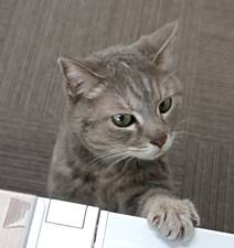 保護猫情報第C25021号