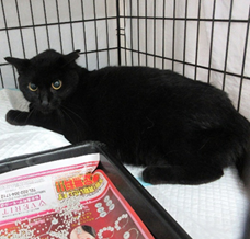 保護猫情報第C25025号