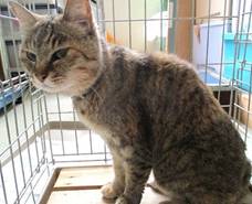 保護猫情報第C25026号